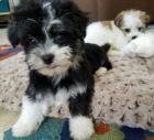 �t��ata havanese na prodej.