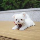 PROD�M O�KOVAN� miniaturn� �t��ata malt�z�k�.