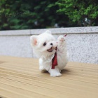 PROD�M O�KOVAN� miniaturn� �t��ata malt�z�k�.