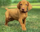 VIZSLA �T��ATA K Adopci