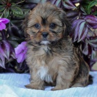 �T��ATA CAVA-TZU K Adopci