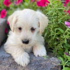 Westiepoo �T��ATA K ADOPCI