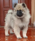 N�meck� �pic vl�� / keeshond �t��ata s PP