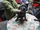Cane Corso �t��ata