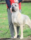 Cane Corso �t��ata