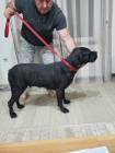 Cane Corso �t��ata