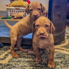 Prod�m o�kovan� �t��ata vizsla