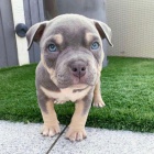 Prod�m �t��ata americk�ho pitbull teri�ra