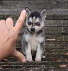 Prod�m �t��ata ALASKAN KLEE KAI