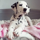 Prod�m �t��ata dalmatin�