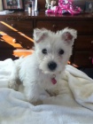 Prod�m mini mini �t��ata West Highland White Terriers