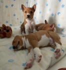 Prod�m �t��ata Basenji