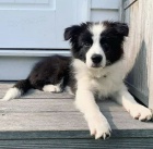 Prod�m �t��ata border kolie