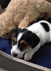 Prod�m �t��ata jack russell teri�ra.