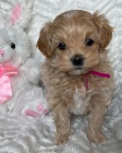 Prod�m �t��ata Maltipoo.