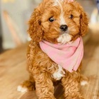 Prod�m o�kovan� a od�erven� �t��ata Cavapoo mini.