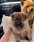�au �au(chow chow) �t��ata na prodej.