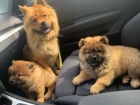 �au �au(chow chow) �t��ata na prodej.