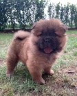 �au �au(chow chow) �t��ata na prodej.