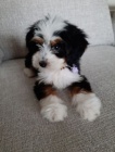 Prod�m �t��ata mini hra�ek Bernedoodle.