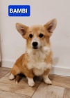 Pembroke Welsh Corgi �t��ata