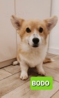 Pembroke Welsh Corgi �t��ata