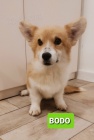 Pembroke Welsh Corgi �t��ata