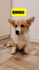 Pembroke Welsh Corgi �t��ata