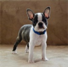 Bostonsk� teri�r �t��ata