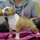 Standardn� bulteri�r �t��ata