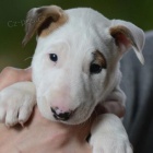 Standardn� bulteri�r �t��ata