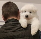 B�l� �v�carsk� ov��k �t��ata