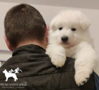 B�l� �v�carsk� ov��k �t��ata