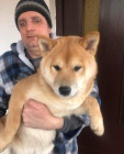 Shiba Inu �t��ata