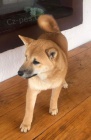Shiba Inu �t��ata