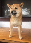Shiba Inu �t��ata