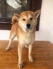 Shiba Inu �t��ata