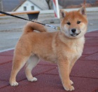 Shiba Inu �t��ata