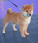 Shiba Inu �t��ata