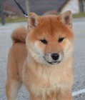 Shiba Inu �t��ata