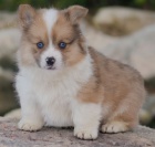 corgi, �t��ata welsh pembroke
