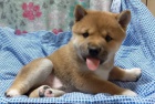 �T��ATA MINI SHIBA INU