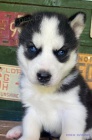 Prod�m �t��ata sibi�sk�ho huskyho s modr�ma o�ima.