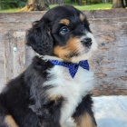 Prod�m mini �t��ata Bernedoodle.