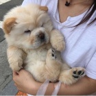 �au �au mini �t��ata na prodej.