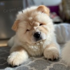 �au �au mini �t��ata na prodej.