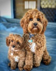 Prod�m mini �t��ata Cavapoo.