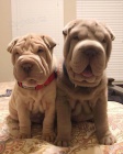Prod�m zdrav� �t��ata o�kovan� shar-pei.