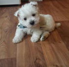 Prod�m mini mini �t��ata West Highland White Terriers