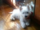 Prod�m mini mini �t��ata West Highland White Terriers